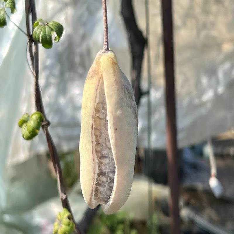 "五叶木通果"八月炸藤本水果自花授粉水果苗果树苗带土盆