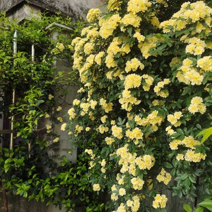 黄木香蔷薇重瓣白木香大型藤本花墙制作亮黄色拱门淡雅春季群开