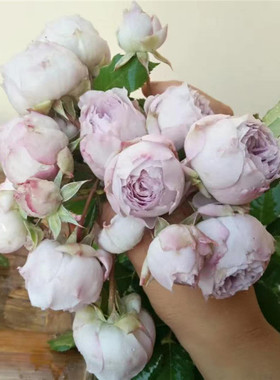 “青金石”蓝紫色系月季包子花型浓香分枝好循环开花