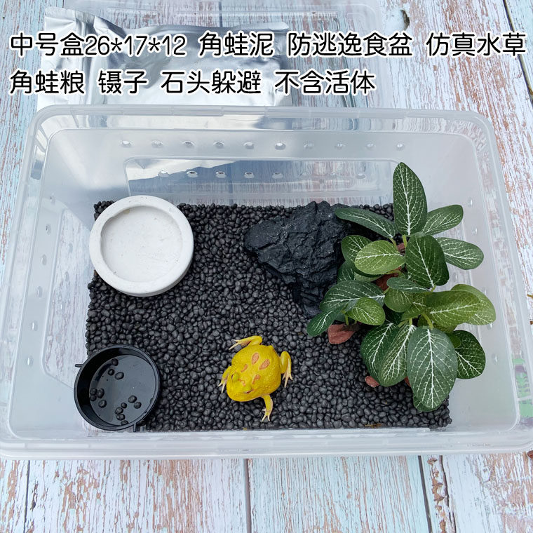 角蛙饲养盒老爷树蛙爬虫爬宠小青蛙饲养缸角蛙泥造景水盆躲避喂养