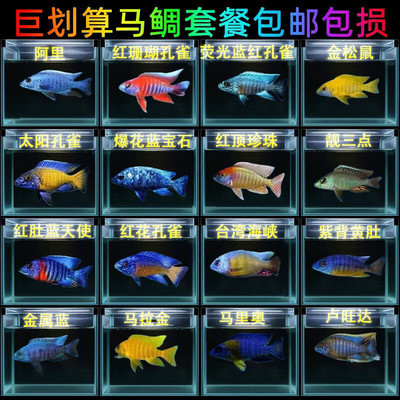 三湖慈鲷 马鲷淡水观赏鱼 新手好养小型热带鱼