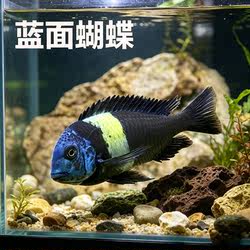 蓝面蝴蝶珍珠蝴蝶熊猫六间布隆迪活体三湖慈鲷坦鲷淡水热带观赏鱼