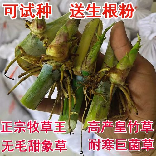 甜象草3号种节无毛多年生耐寒巨菌草皇竹草红象草喂牛羊专用牧草