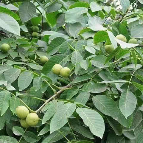 云南新鲜核桃叶深山老树天然核桃叶当季青核桃叶子树枝清香无污染图片