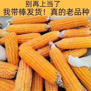 小金黄笨玉米棒子70年代贵州特产老品种传统可老玉米农家自留品种