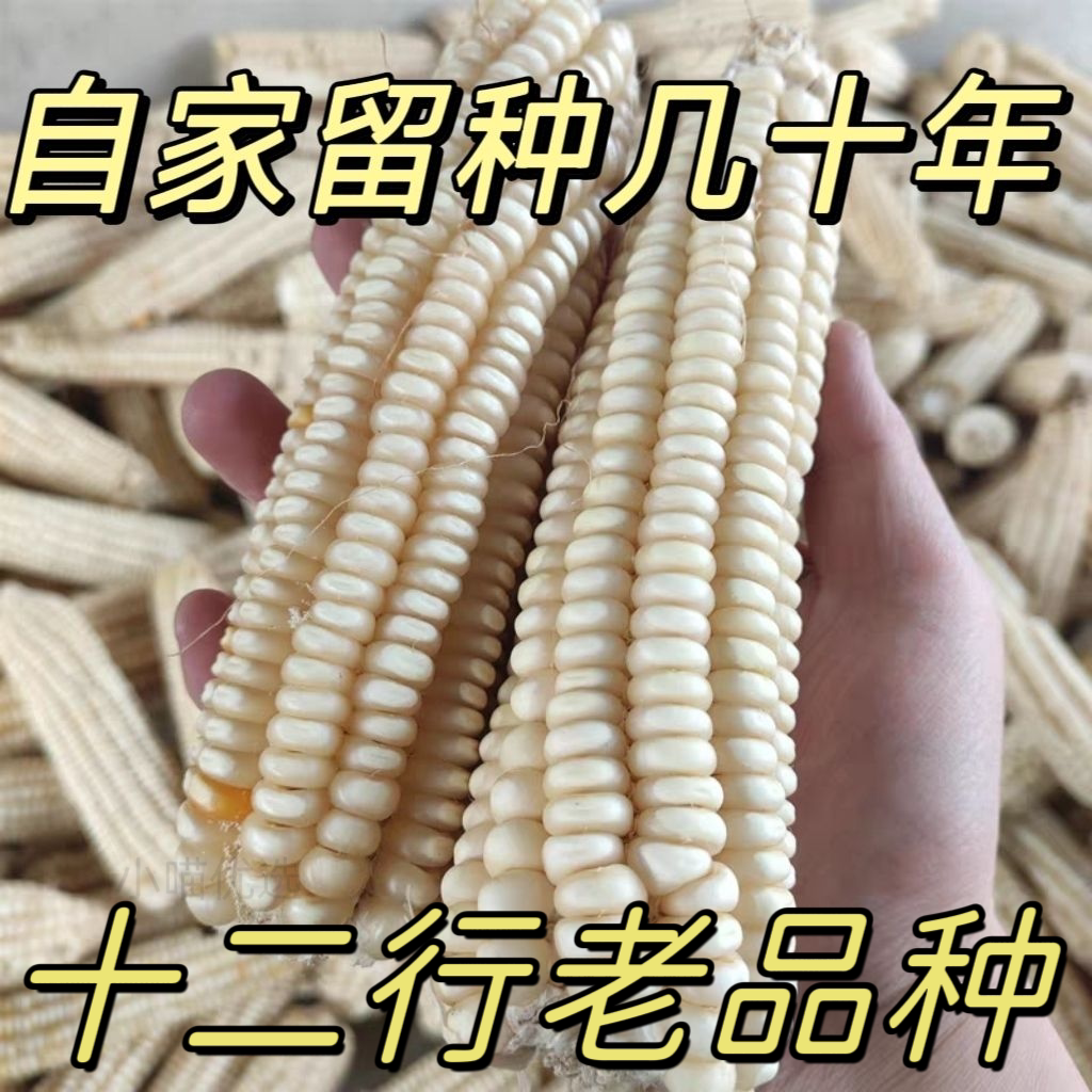 老式十二行白马牙玉米老品种传统笨玉米棒子