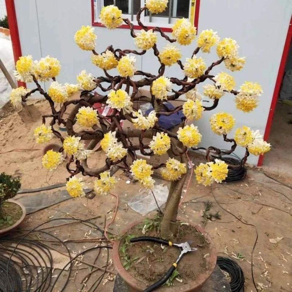 结香花树苗盆景花卉梦里花耐寒植物庭院阳台盆栽树冬季开花