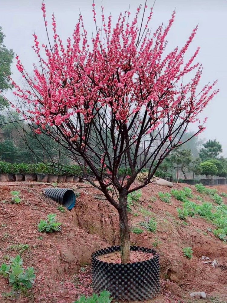 梅花树苗原生嫁接腊梅红绿梅白梅朱砂梅美人梅庭院室内盆栽花植物