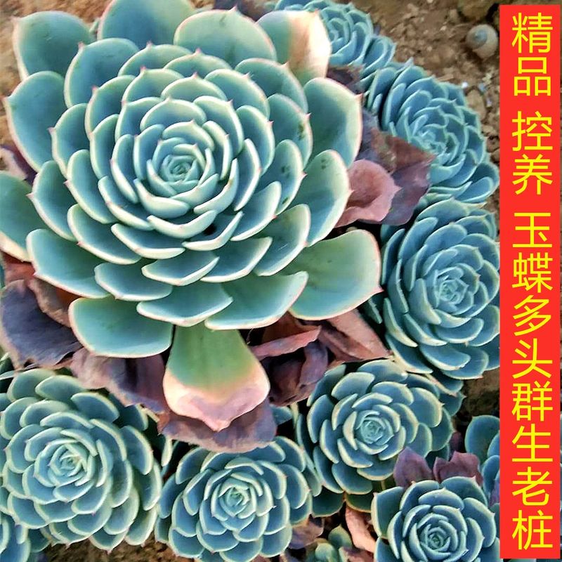 多肉植物玉蝶素材模板 多肉植物玉蝶图片下载 小麦优选