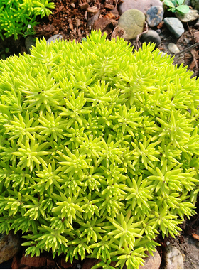 黄金佛甲草皮盆栽耐热耐寒四季常绿地被花镜植物庭院假山造景小叶