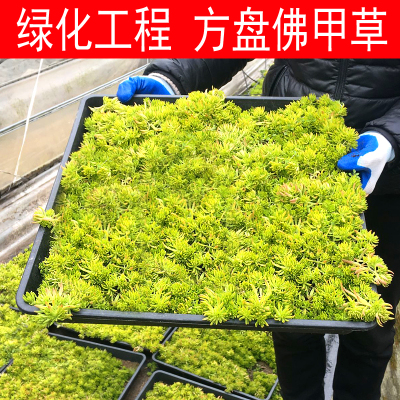 耐寒耐热耐旱黄金万年草盆栽地栽