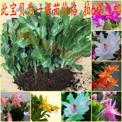 带根当年开花6棵包邮蟹爪兰花苗