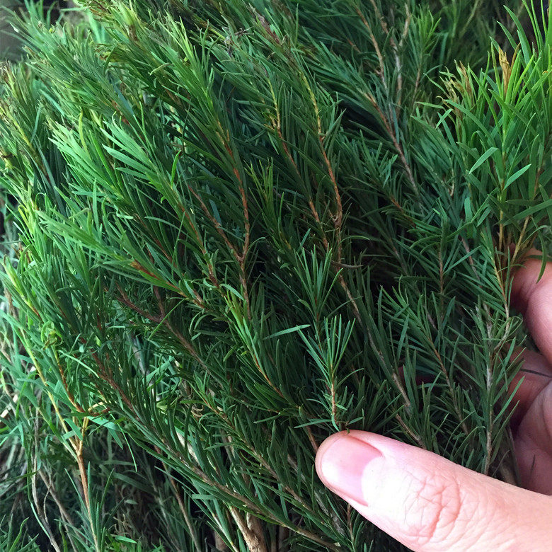 春木家澳洲茶树纯露500ml 油皮控油净痘 收毛孔 调理粉刺痘 包邮,美容护肤/美体/精油,纯露/花水,淘宝优惠券,粉丝福利购,淘宝优惠卷