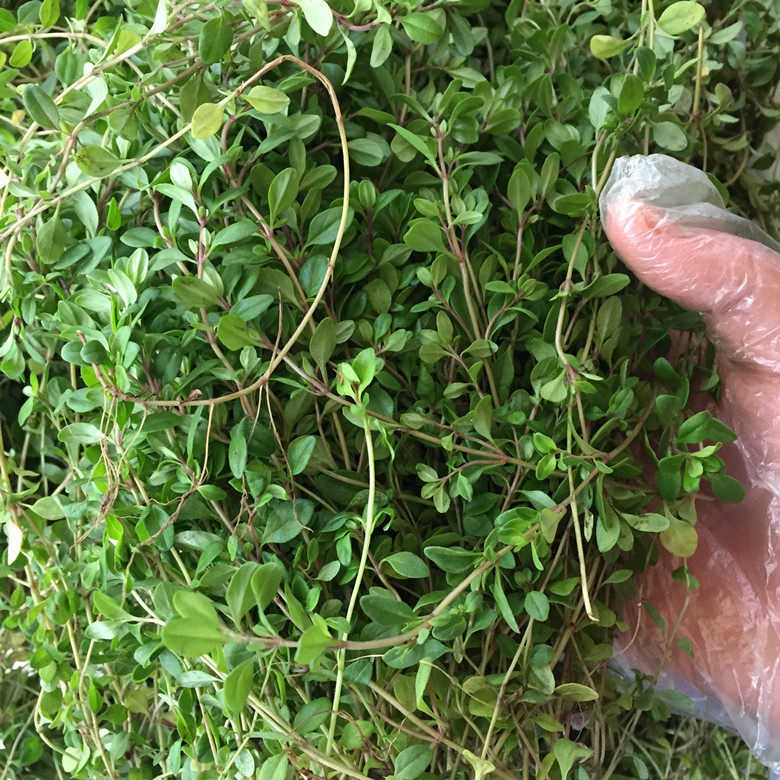 春木家沉香醇百里香纯露500ml 敏感舒缓 控油清爽平衡 抑痘抗yan