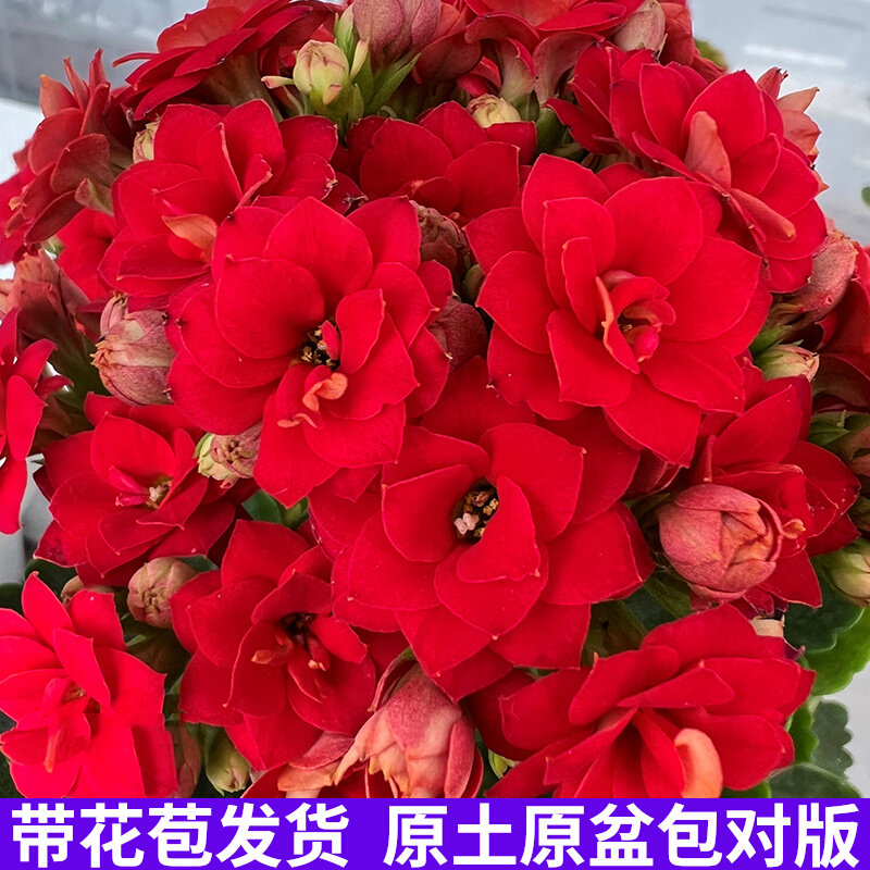 红狐狸长寿花盆栽重瓣金狐狸带花苞四季大花苗室内阳台窗台花卉