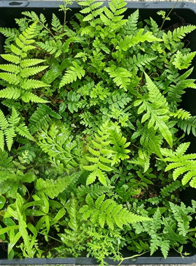 苔藓蕨类微景观创意迷你植物组合