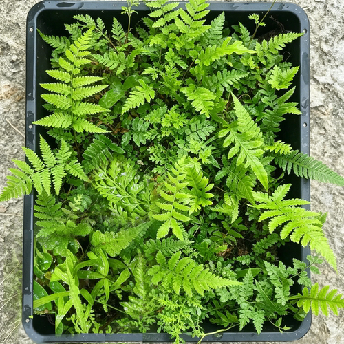 苔藓蕨类微景观创意迷你植物组合