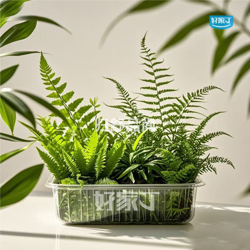 原生态微景观造景迷你蕨类植物