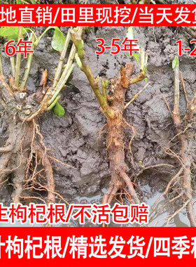 枸杞菜头枸杞叶苗耐寒大叶枸杞菜