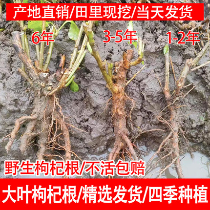枸杞菜头现挖枸杞叶苗耐寒大叶枸杞菜老根桩盆景煮汤枸杞苗可食用