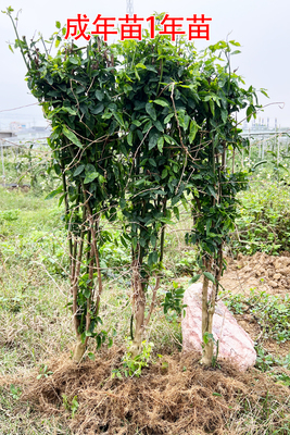 树仔菜全阳种植清热下火采摘期长