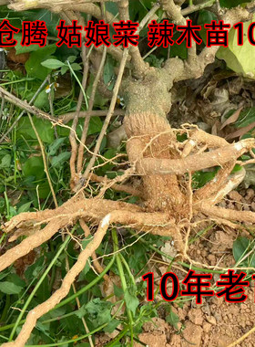 姑娘菜种苗辣木苗赤苍藤秧苗