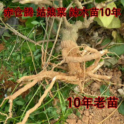 广西姑娘菜种苗辣木苗赤苍藤秧苗龙须菜野菜当季蔬菜阳台花盆种植