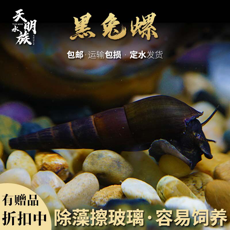 黑兔螺淡水观赏螺兔螺活体去除绿藻
