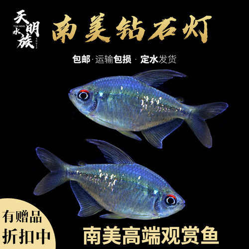 天明渔族灯科淡水南美钻石