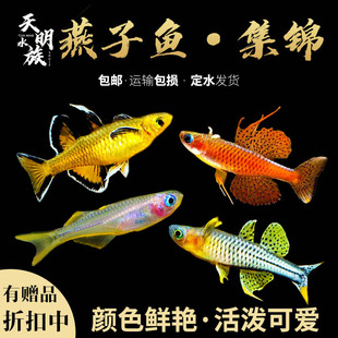 热带小型观赏鱼活体霓虹燕子太平洋甜心大帆阿鲁珍珠橘珍珠色燕子