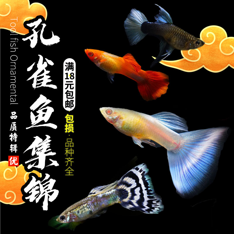 纯种活体套餐孔雀鱼包邮