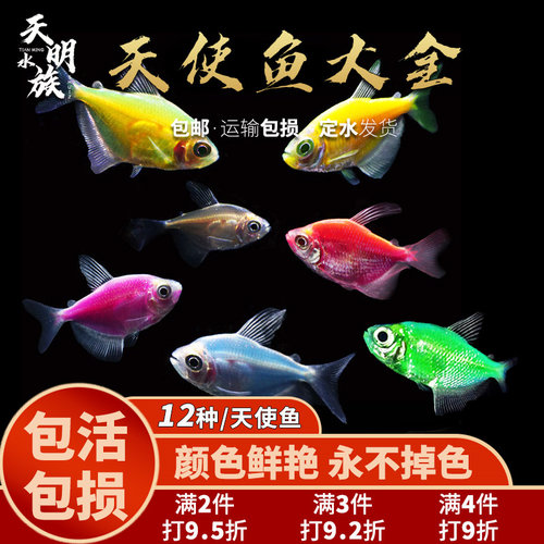 多色观赏鱼天使鱼天使鱼