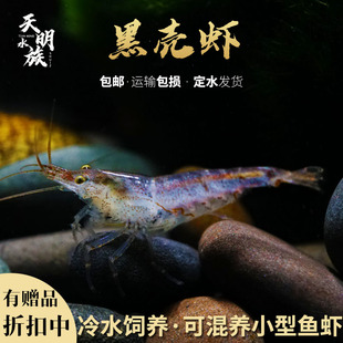精品黑壳虾活体 除藻工具鱼虾 大河藻虾黑壳藻虾 观赏虾蟹螺