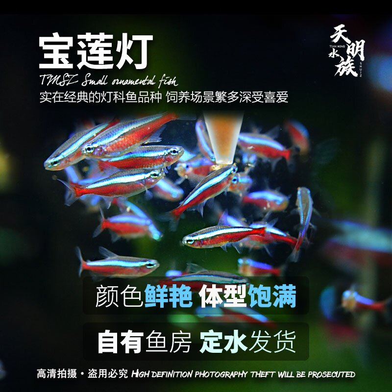 顺丰发货宝莲灯鱼印尼淡水小大号群游观赏鱼幼苗巴西f1宝莲灯鱼图片