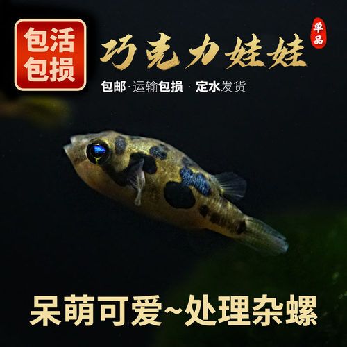 巧克力娃娃可爱淡水狗头吃杂螺