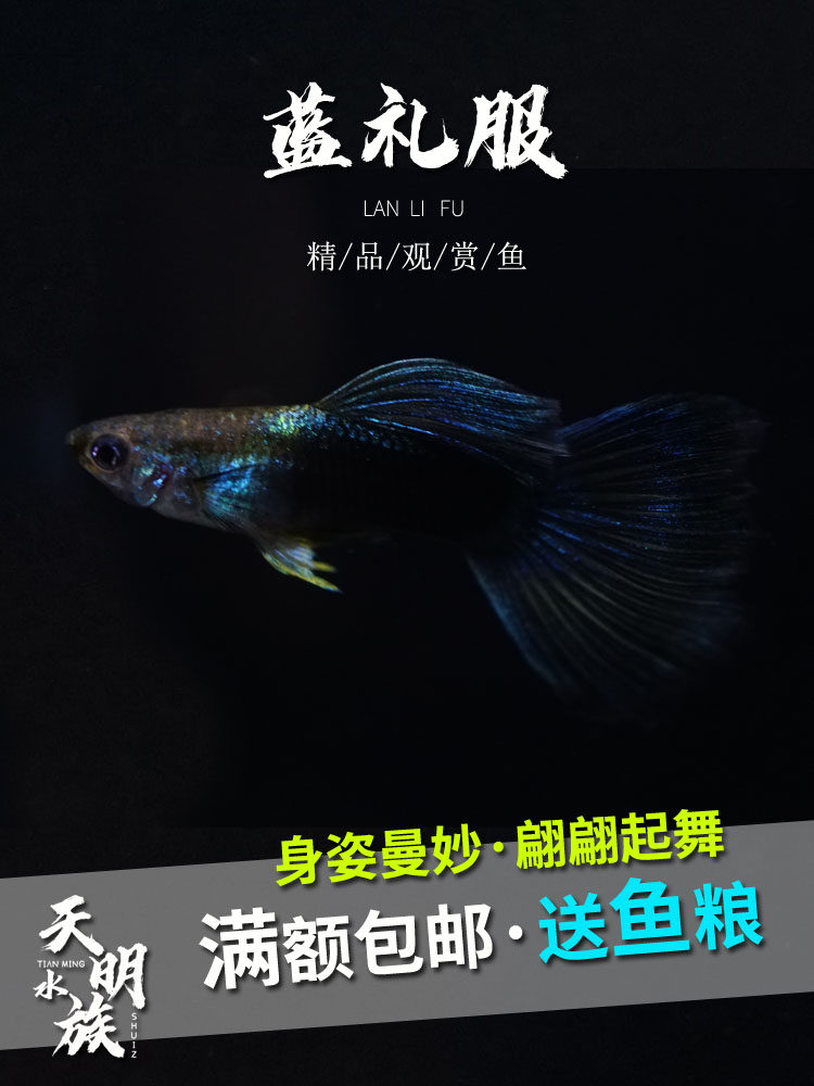精品纯种蓝礼服孔雀鱼活体热带鱼大尾 水族淡水观赏小型鱼免邮