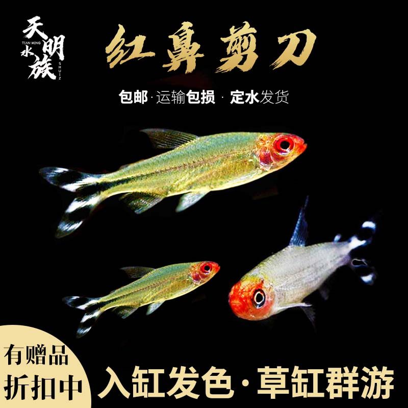 小型热带观赏鱼 红鼻剪刀灯鱼活体 红鼻子草缸群游鱼红绿宝莲灯鱼