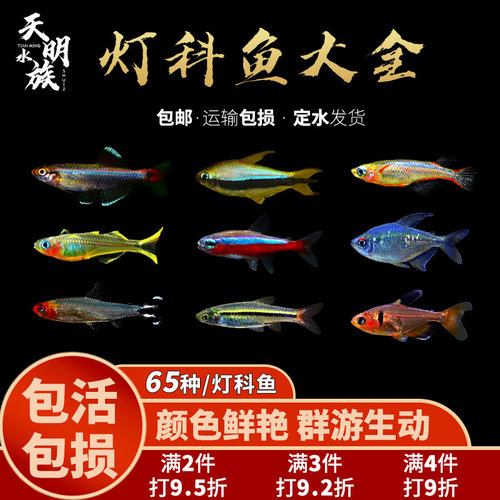 几十南美种灯科鱼促销中