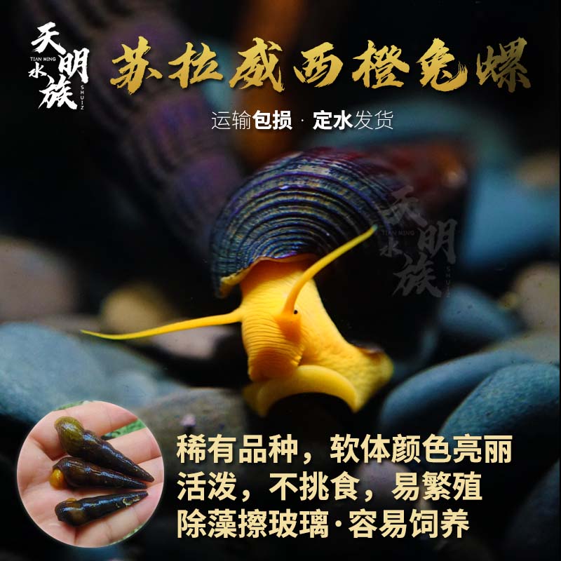 苏拉威西进口观赏兔螺品多！