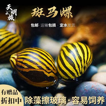 粗纹进口斑马螺观赏螺工具除藻螺螺除藻宠物草缸活体黑金刚鲍鱼螺