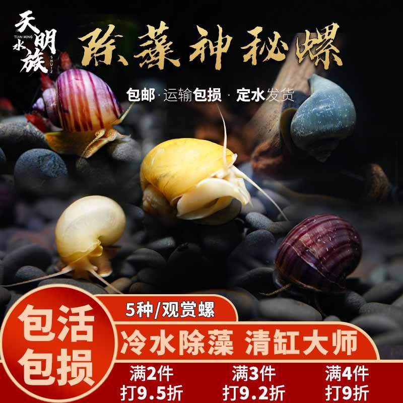 黄金紫纹紫衣蓝螺白玉螺活体神秘观赏螺水族箱鱼缸除藻宠物工具螺