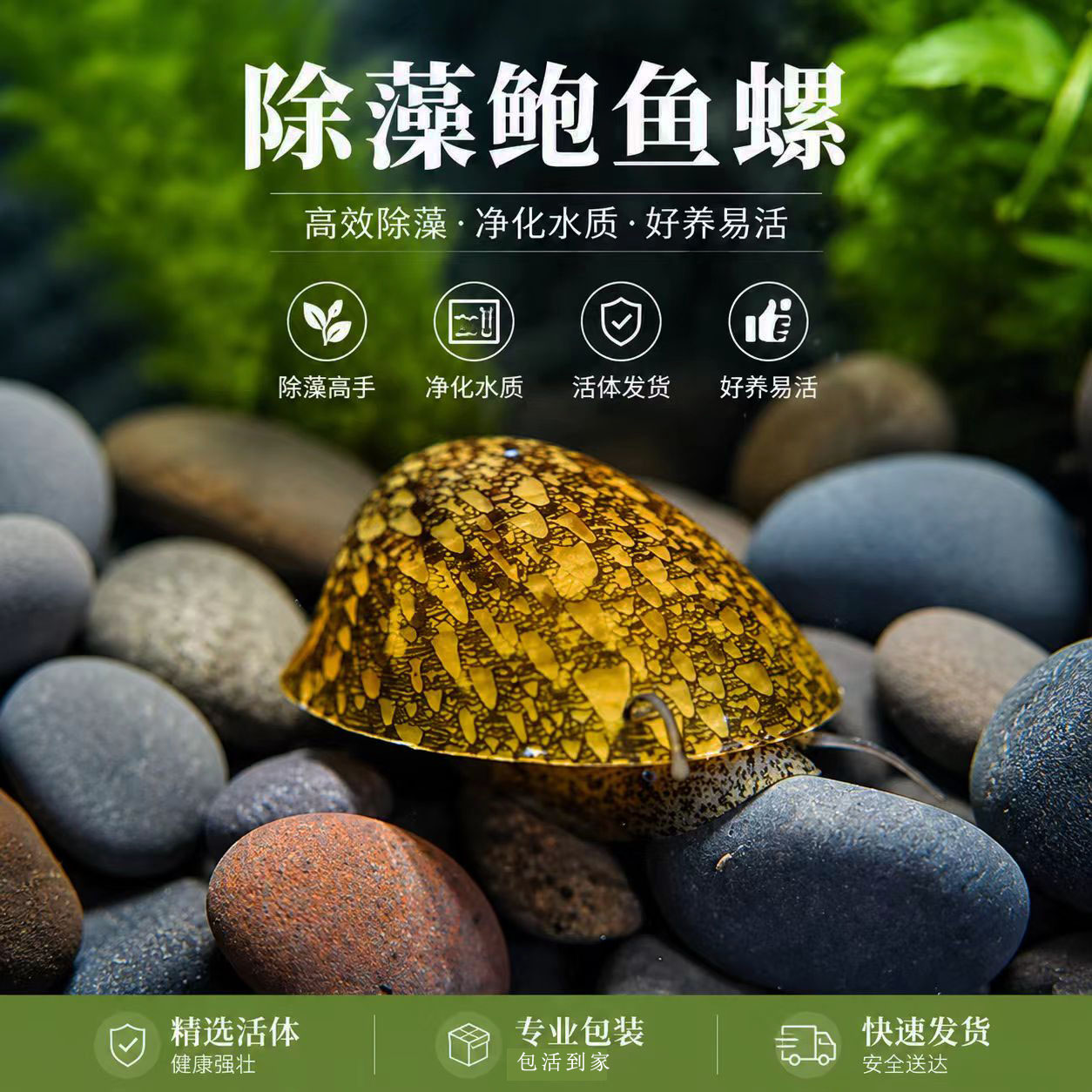 进口鲍鱼螺蜜蜂角斑马洋葱橙兔螺淡水水草鱼缸除藻观赏活体工具螺图片