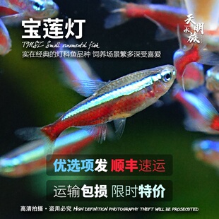 顺丰发货宝莲灯鱼印尼淡水小大号群游观赏鱼幼苗巴西f1宝莲灯鱼
