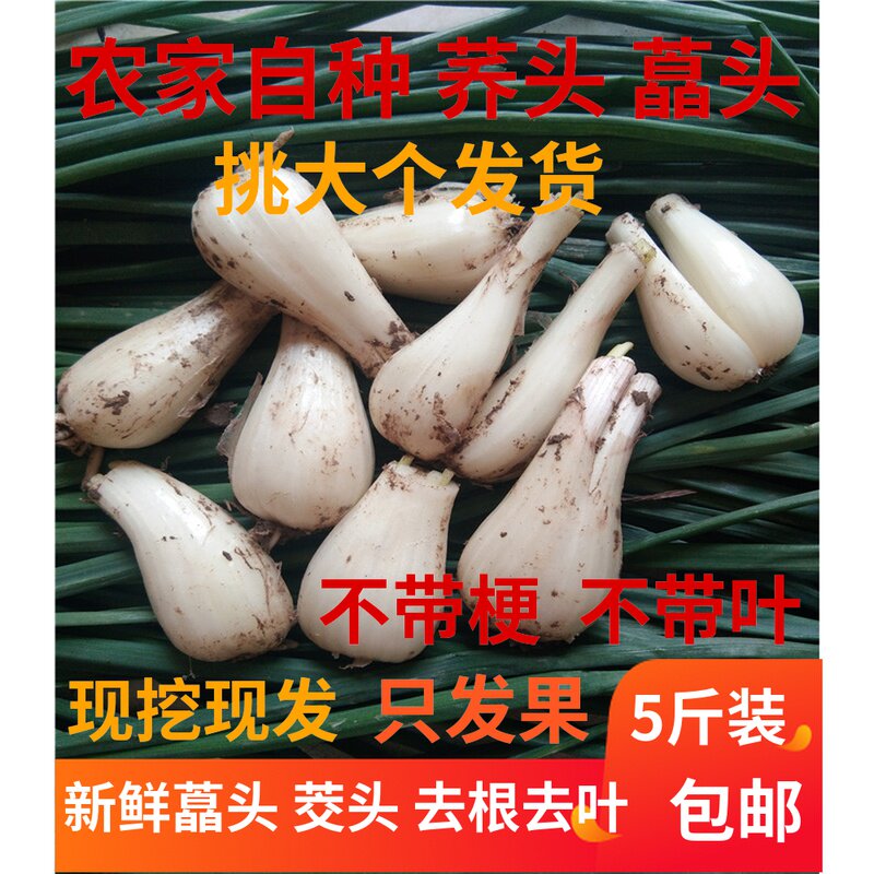 新鲜荞头农家自种四川藠头荞头包邮现挖茭头去根去叶净重5斤包邮_虎窝淘
