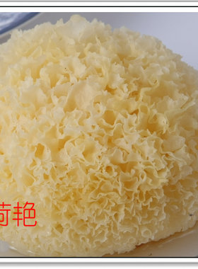 品尝包—出口特级 古田农家自产 黄金银耳/丑耳/冠耳/ 白木耳