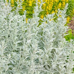 草原白鼠尾草种子多年生进化熏香高产香草传家宝室内阳台四季盆栽