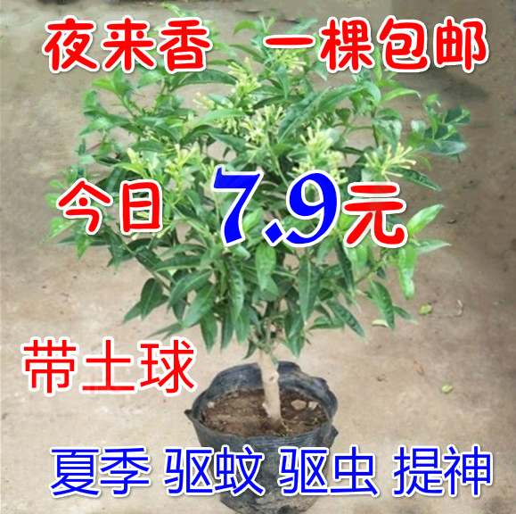 夜来香花树苗浓香型驱蚊花卉四季开花夏季阳台室内外庭院地栽花卉-封面