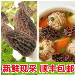 3月新鲜羊肚菌现货头茬云贵高原野生羊肚菌1000克头茬菌