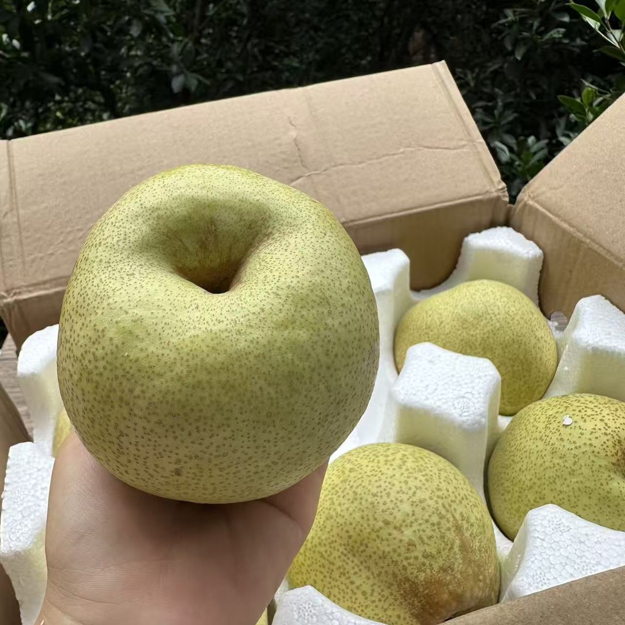 砀山酥梨【口感喜好不售后】收到取出通风处或冰箱冷藏