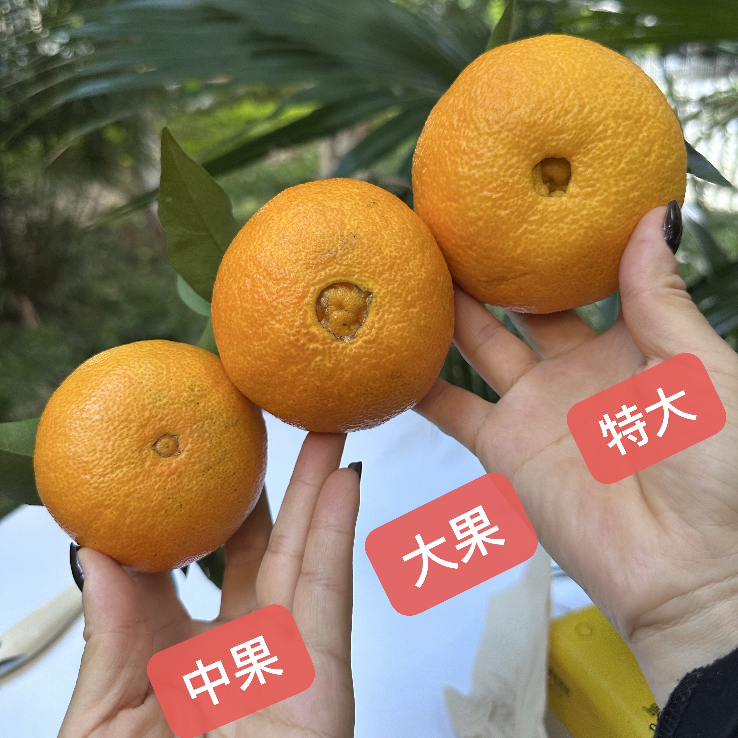 爱媛果冻橙（没有甜蜜素）【口感不售后】收到放置几天口感更好
